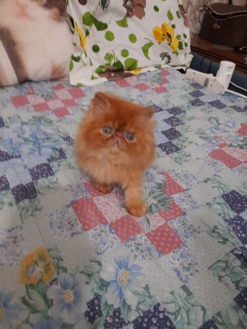 Persiani ipertipici  | Foto 3