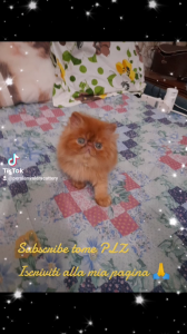 Persiani ipertipici  | Foto 2