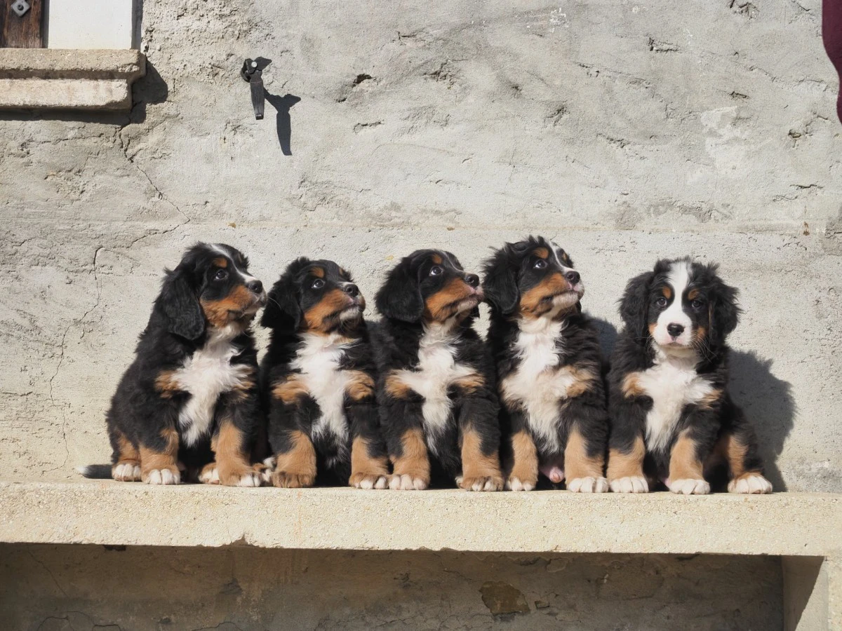 vendo cuccioli bovaro del bernese | Foto 1