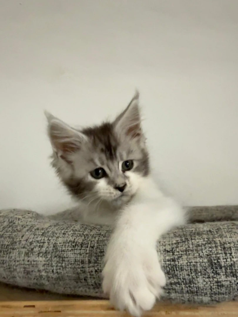 Cuccioli Maine Coon  | Foto 7