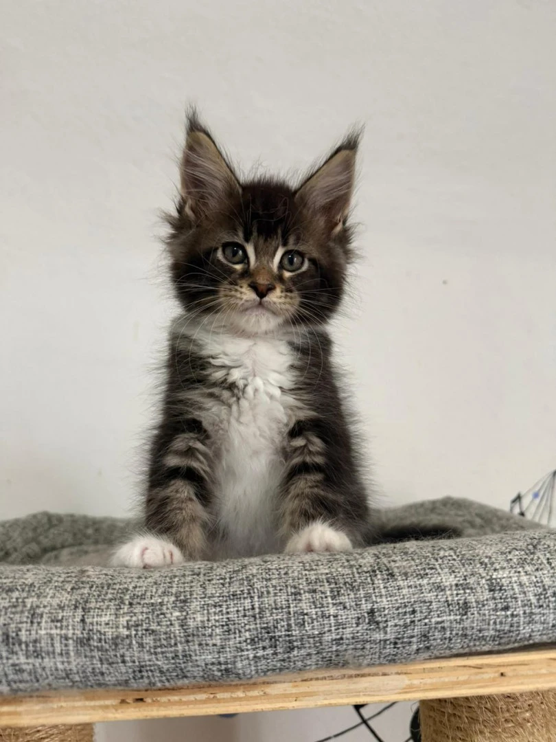 Cuccioli Maine Coon  | Foto 5
