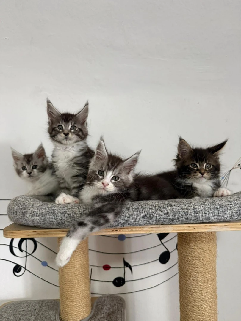 Cuccioli Maine Coon  | Foto 2