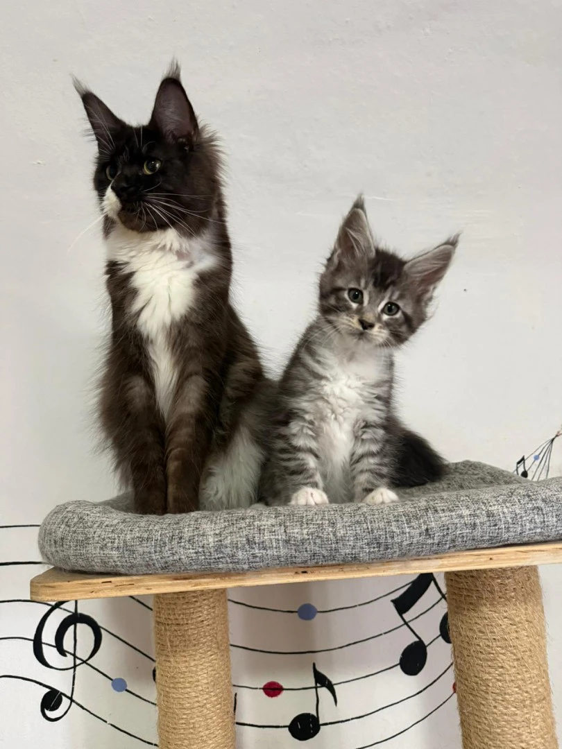Cuccioli Maine Coon  | Foto 1
