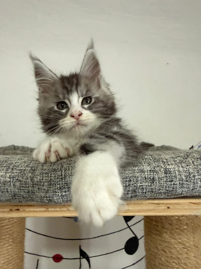 Cuccioli Maine Coon  | Foto 4