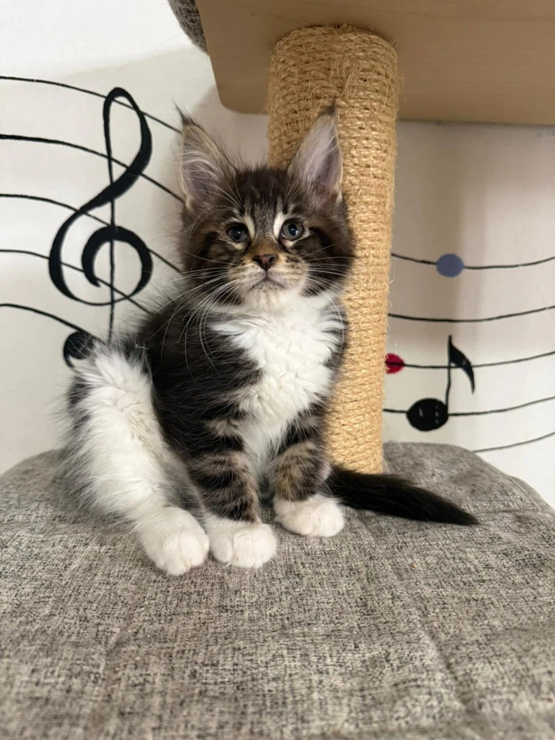 Cuccioli Maine Coon  | Foto 3