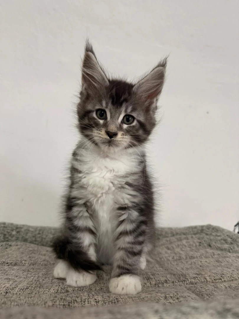 Cuccioli Maine Coon  | Foto 6