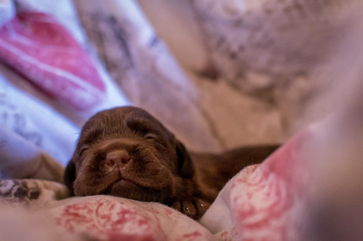 Cuccioli Labrador Cioccolato | Foto 1