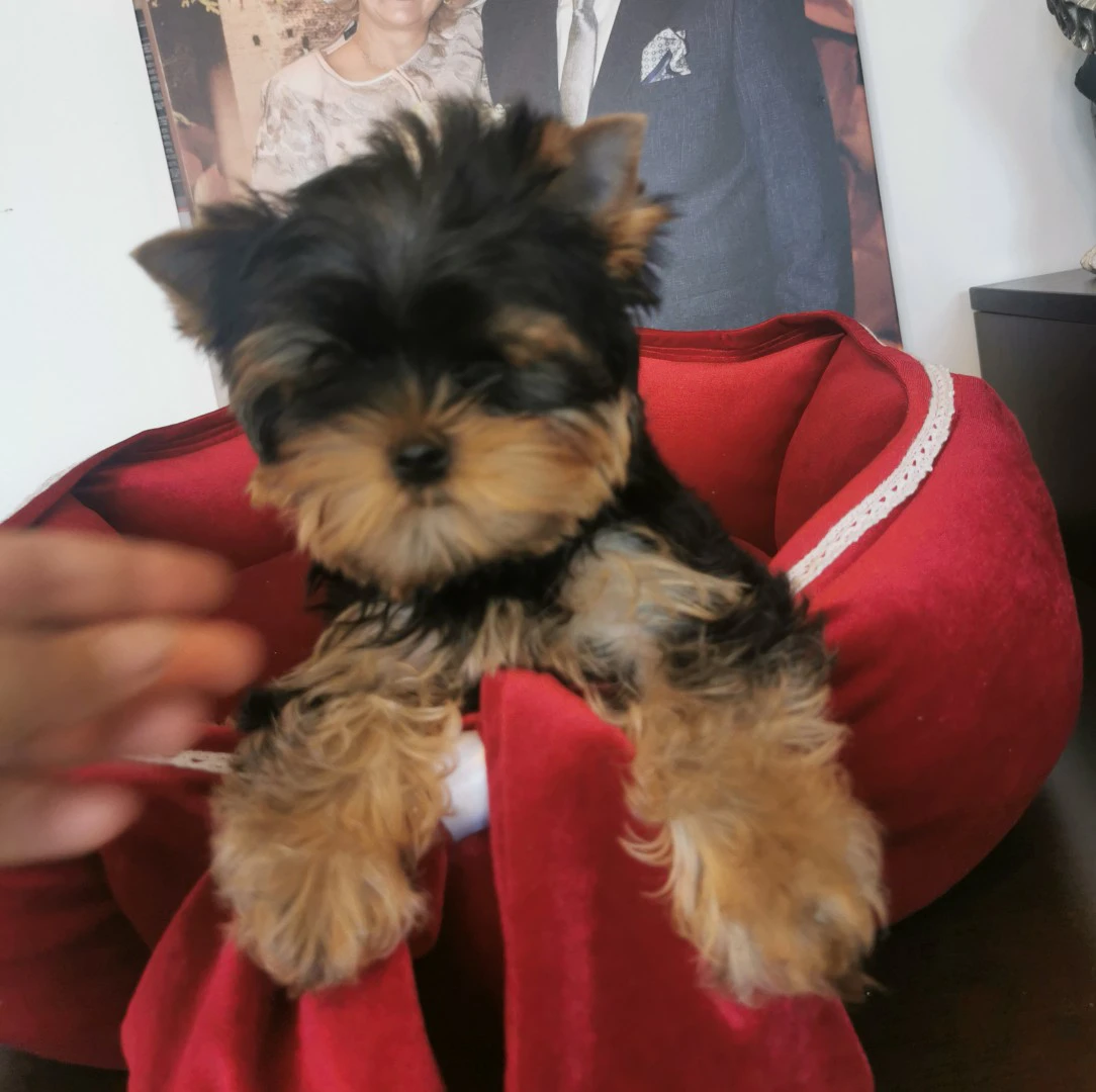 Yorkshire terrier | Foto 3