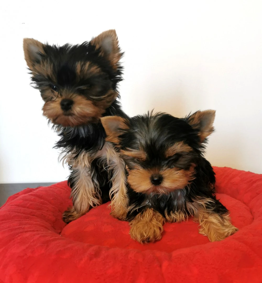 Yorkshire terrier | Foto 1