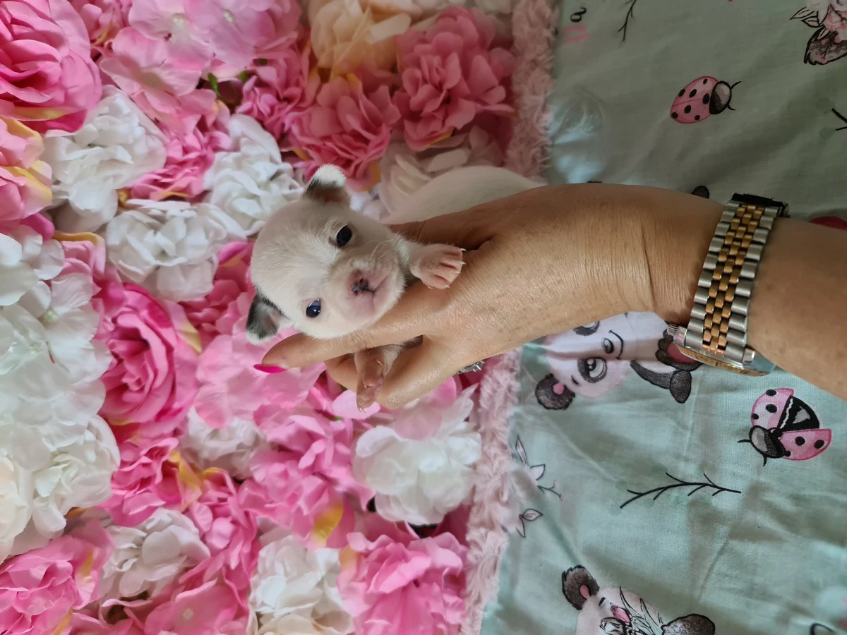 Cuccioli chihuahua con pedigree ENCI  | Foto 7