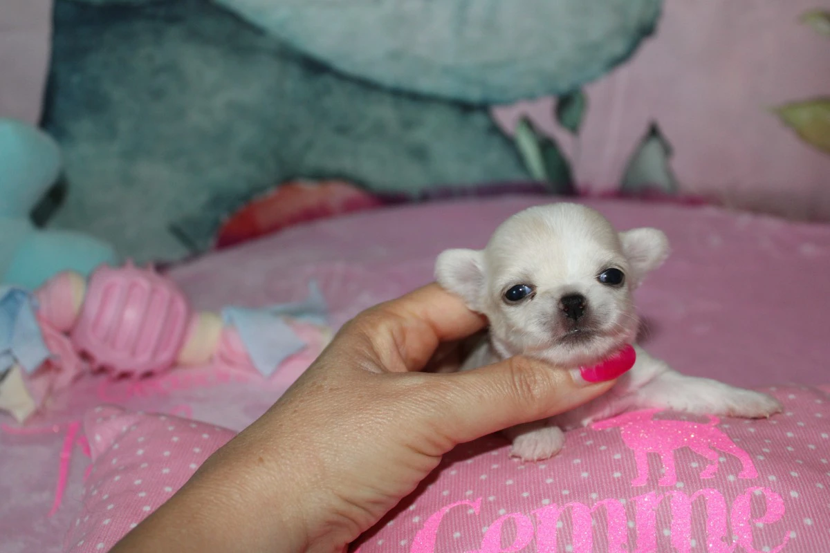 Cuccioli chihuahua con pedigree ENCI  | Foto 5