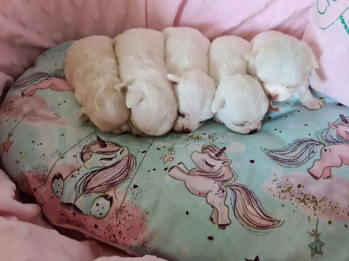 Cuccioli chihuahua con pedigree ENCI  | Foto 10
