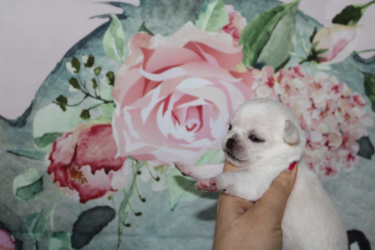 Cuccioli chihuahua con pedigree ENCI  | Foto 1