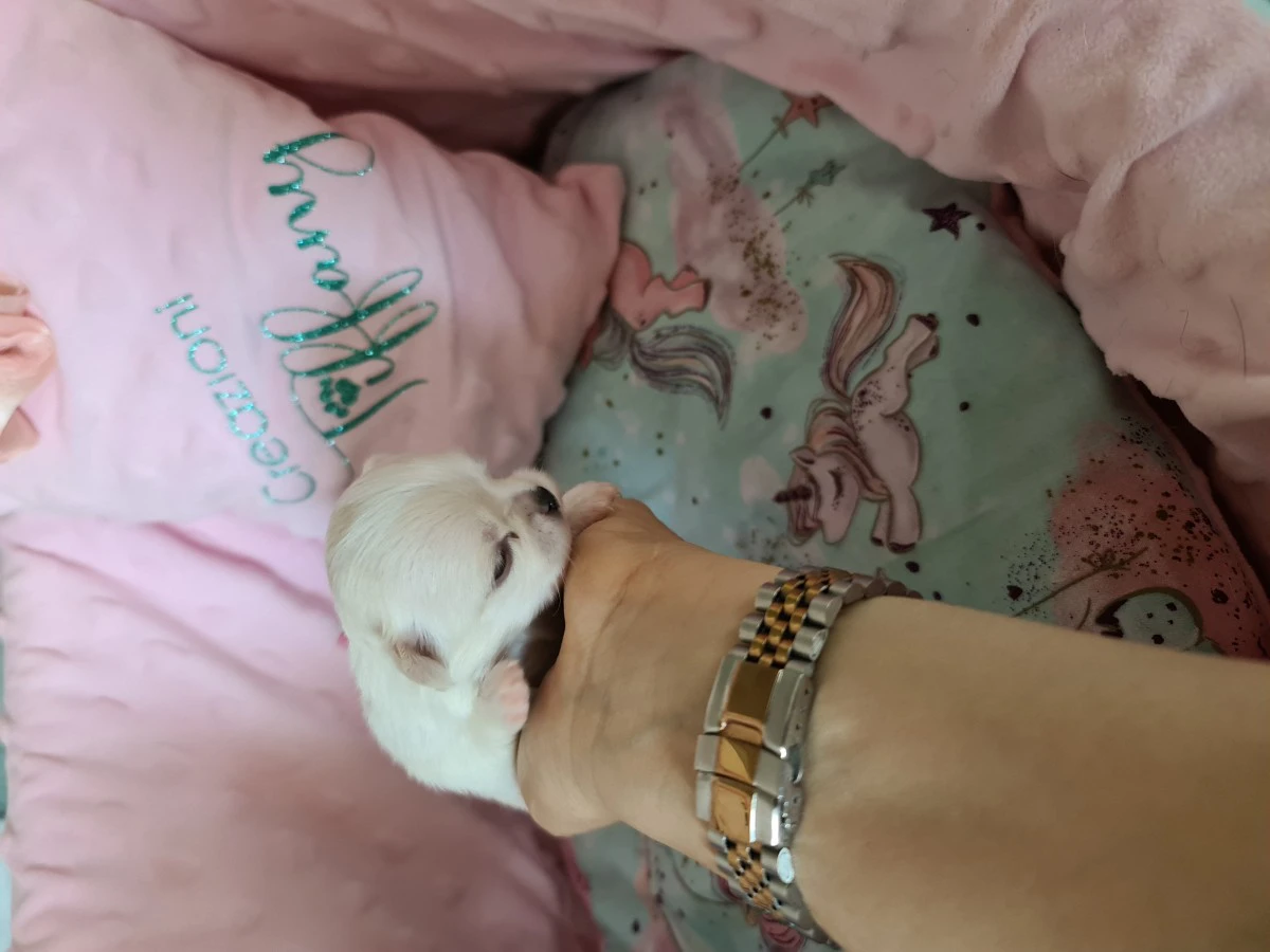 Cuccioli chihuahua con pedigree ENCI  | Foto 8