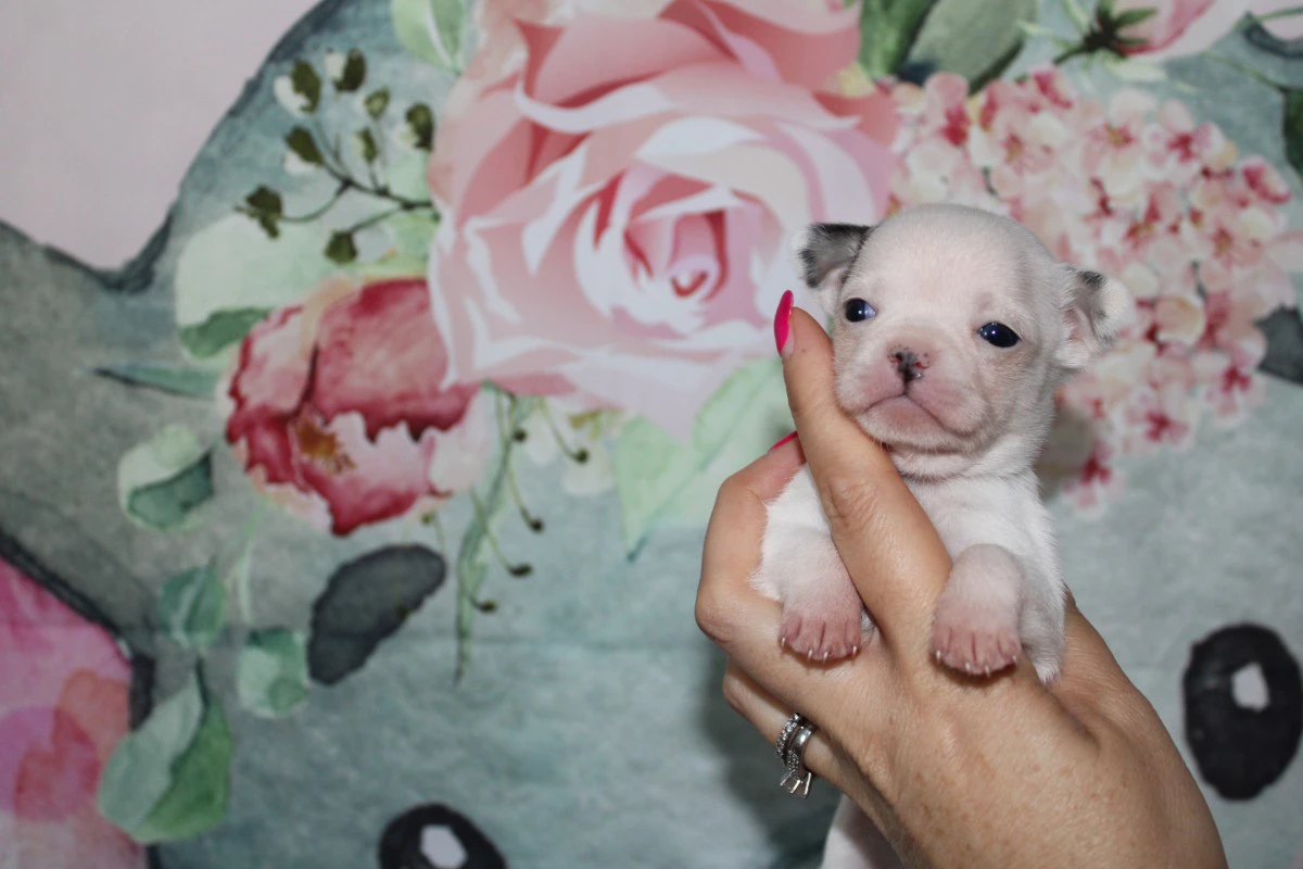 Cuccioli chihuahua con pedigree ENCI  | Foto 2