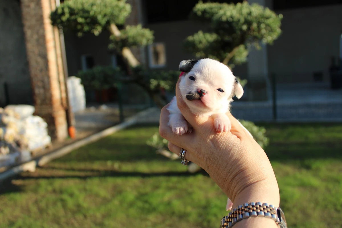 Cuccioli chihuahua con pedigree ENCI  | Foto 3