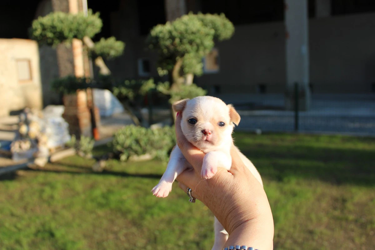 Cuccioli chihuahua con pedigree ENCI  | Foto 4