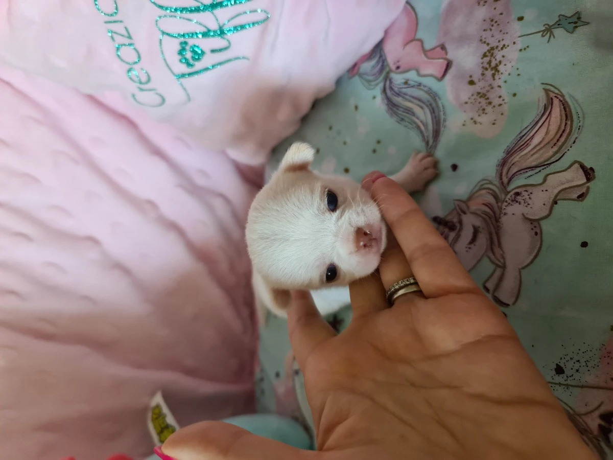 Cuccioli chihuahua con pedigree ENCI  | Foto 9