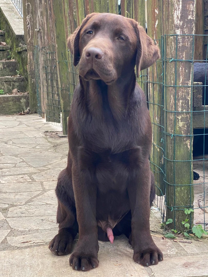 Cucciolata Labrador | Foto 1