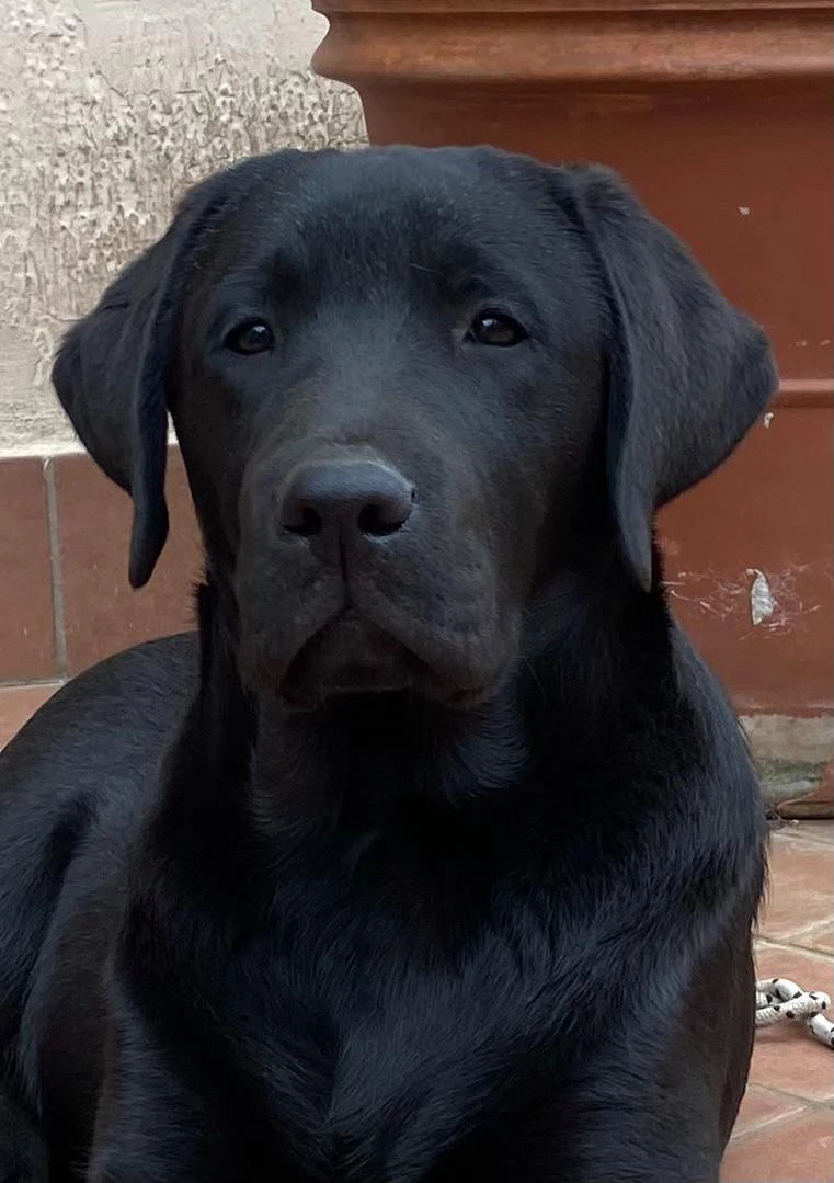 Cucciolata Labrador | Foto 3