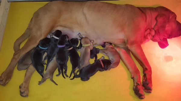 disponibili cuccioli bloodhound | Foto 6