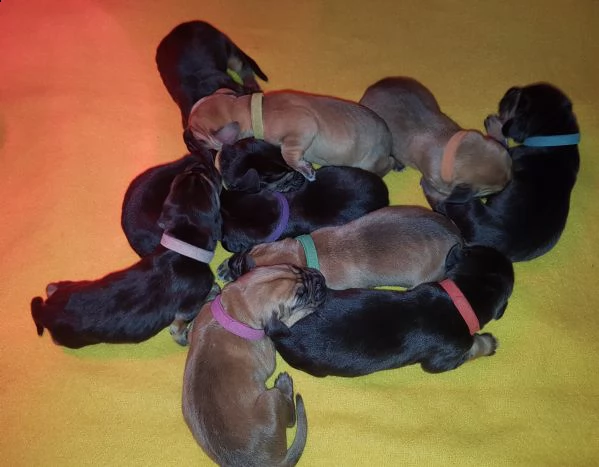 disponibili cuccioli bloodhound | Foto 4