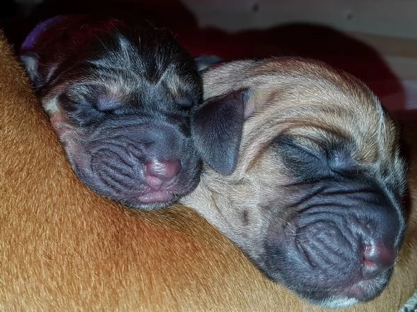 disponibili cuccioli bloodhound | Foto 2