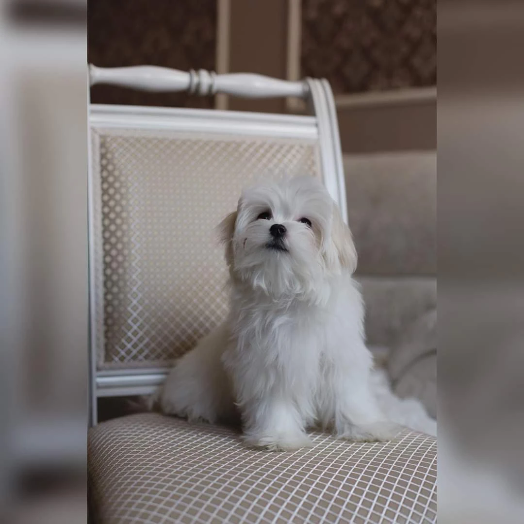 Cucciolo maltese con pedigree Enci | Foto 7