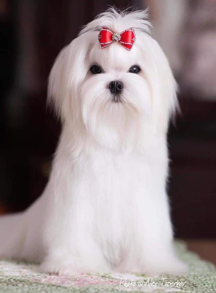 Cucciolo maltese con pedigree Enci | Foto 6