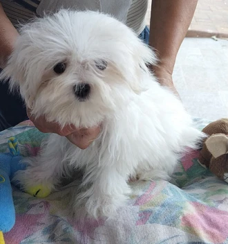 Cucciolo maltese con pedigree Enci | Foto 4