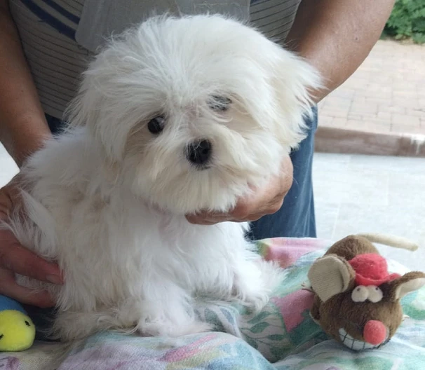 Cucciolo maltese con pedigree Enci | Foto 1
