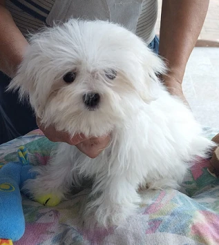 Cucciolo maltese con pedigree Enci | Foto 2