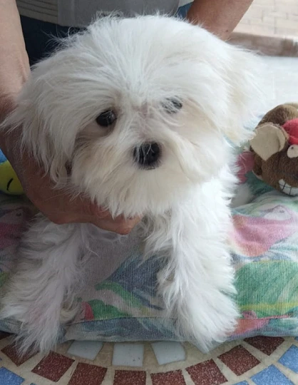 Cucciolo maltese con pedigree Enci | Foto 3