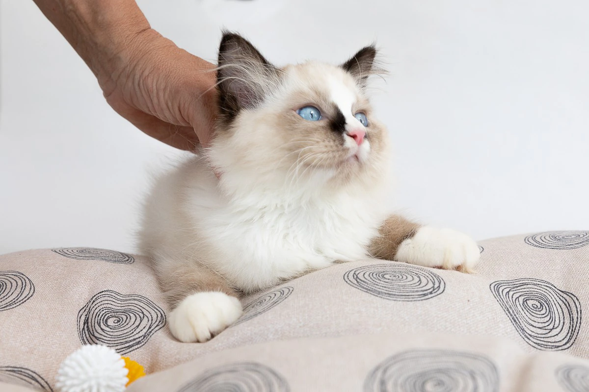 Cuccioli di ragdoll con pedigree | Foto 2