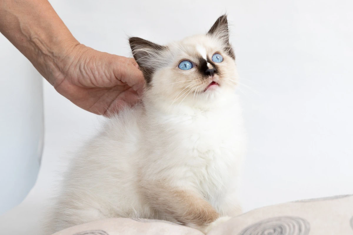 Cuccioli di ragdoll con pedigree | Foto 8