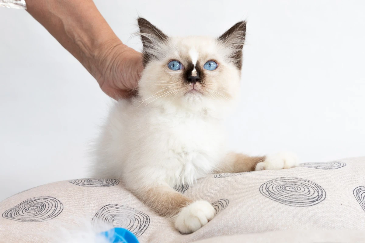 Cuccioli di ragdoll con pedigree | Foto 7