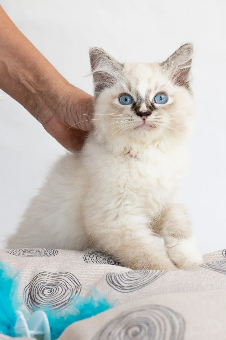 Cuccioli di ragdoll con pedigree | Foto 4