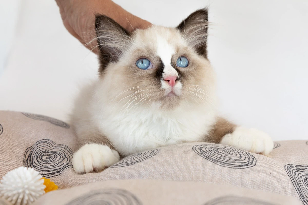 Cuccioli di ragdoll con pedigree | Foto 1
