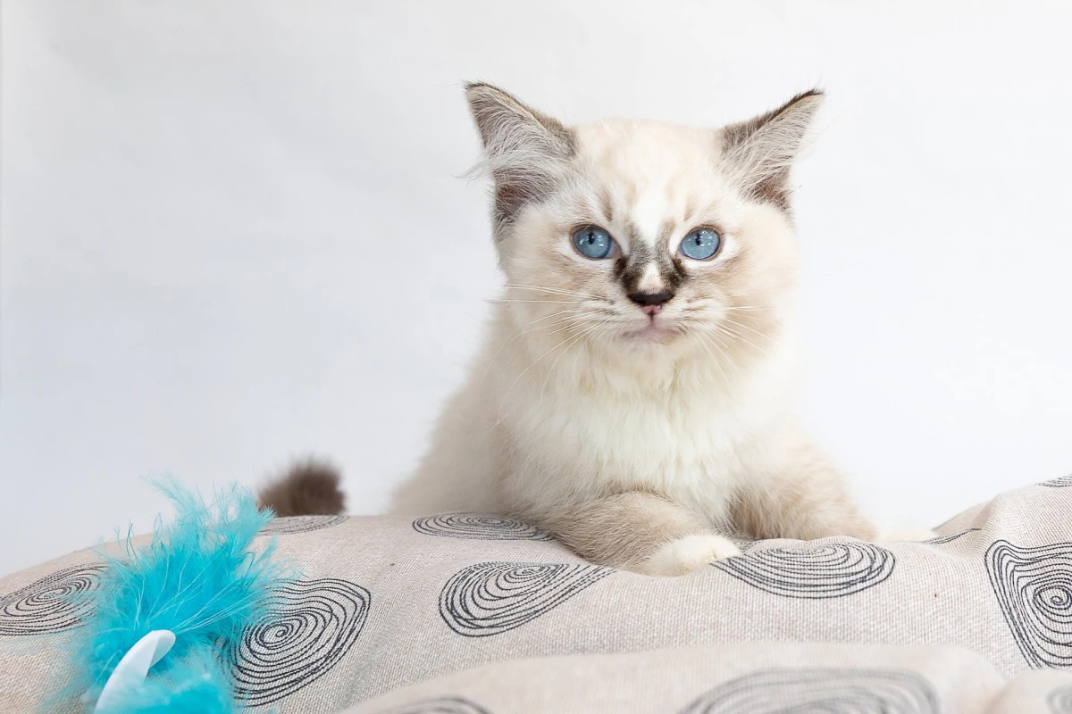 Cuccioli di ragdoll con pedigree | Foto 6