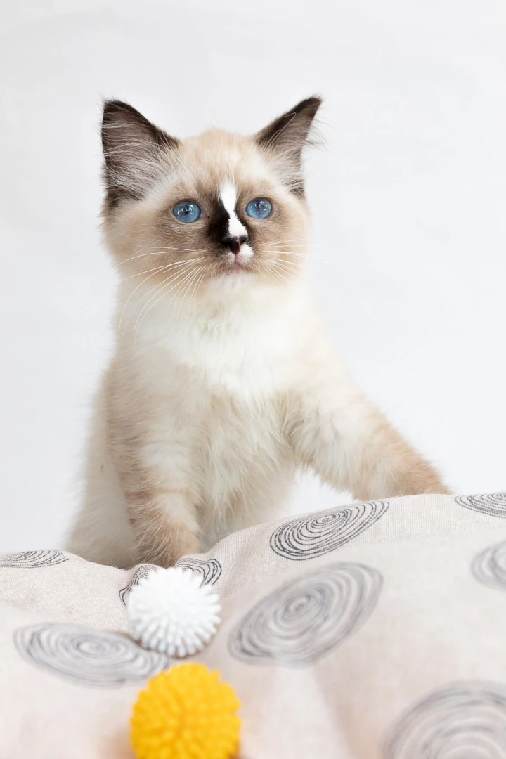 Cuccioli di ragdoll con pedigree | Foto 3