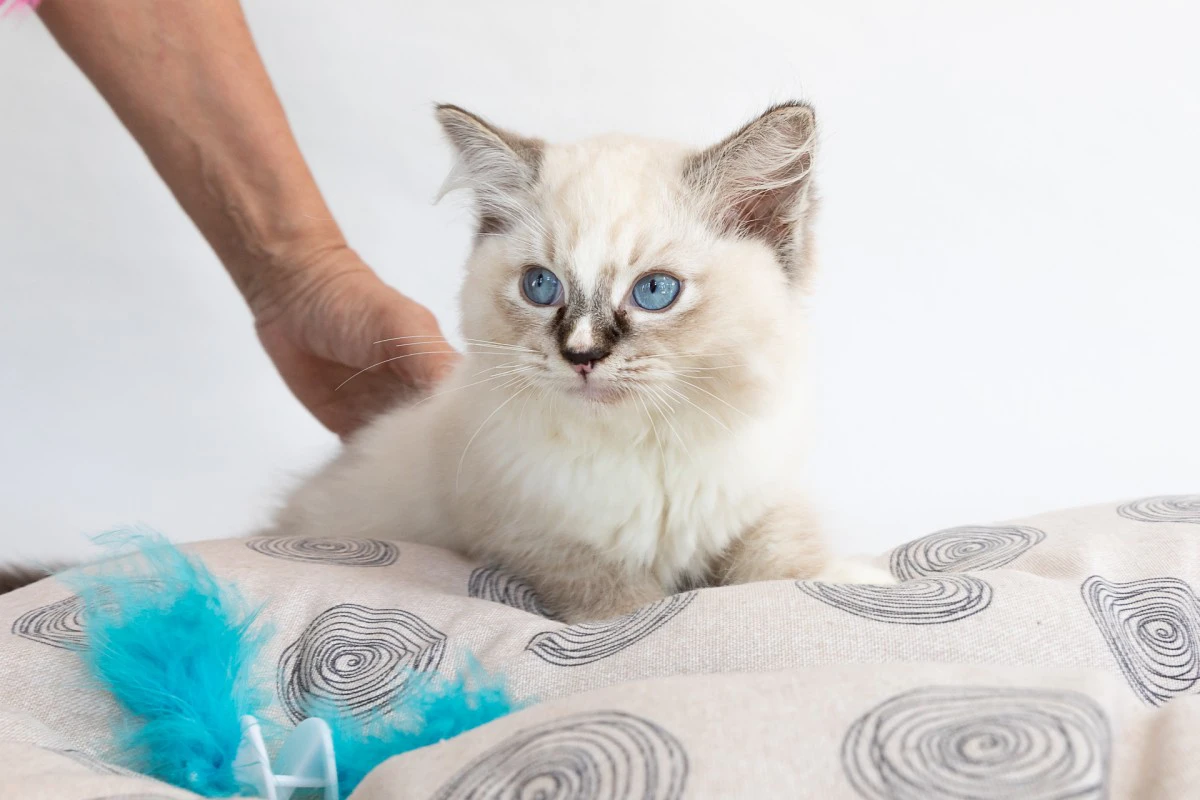 Cuccioli di ragdoll con pedigree | Foto 5