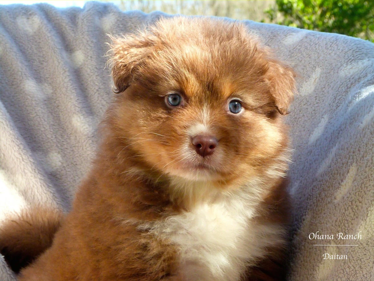 Cuccioli di Pastore Australiano | Foto 7