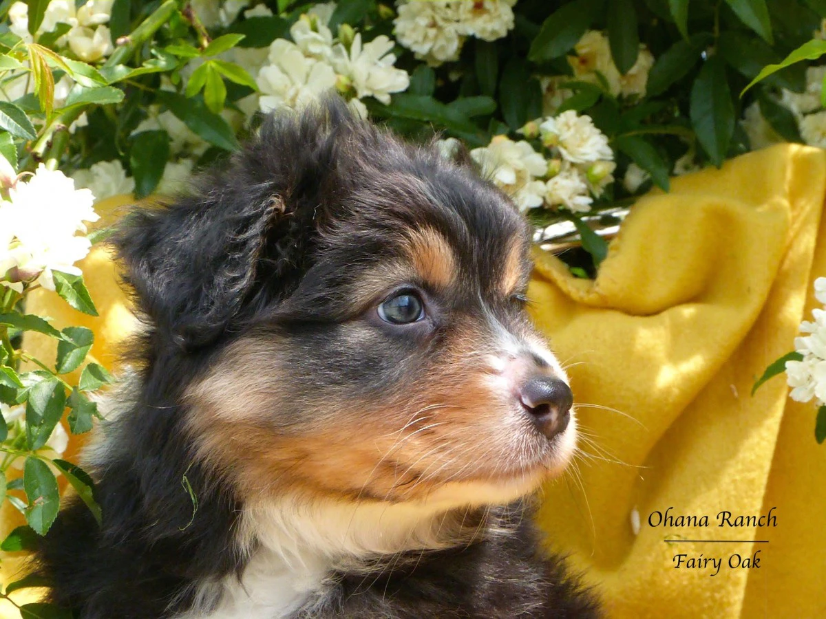 Cuccioli di Pastore Australiano | Foto 4