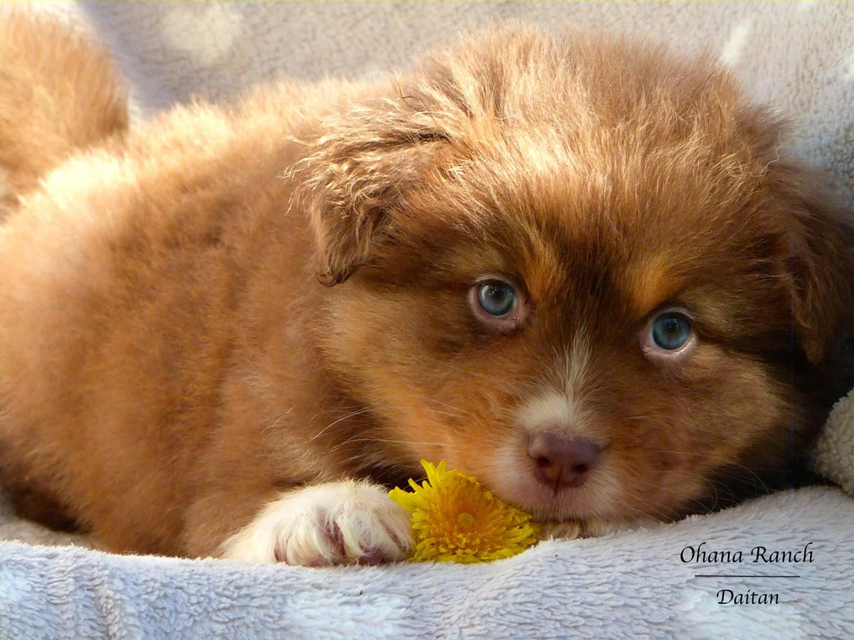 Cuccioli di Pastore Australiano | Foto 8