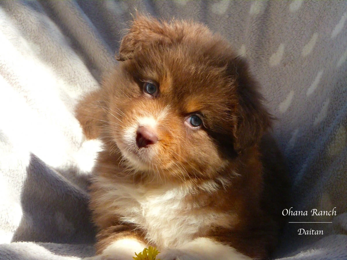 Cuccioli di Pastore Australiano | Foto 2