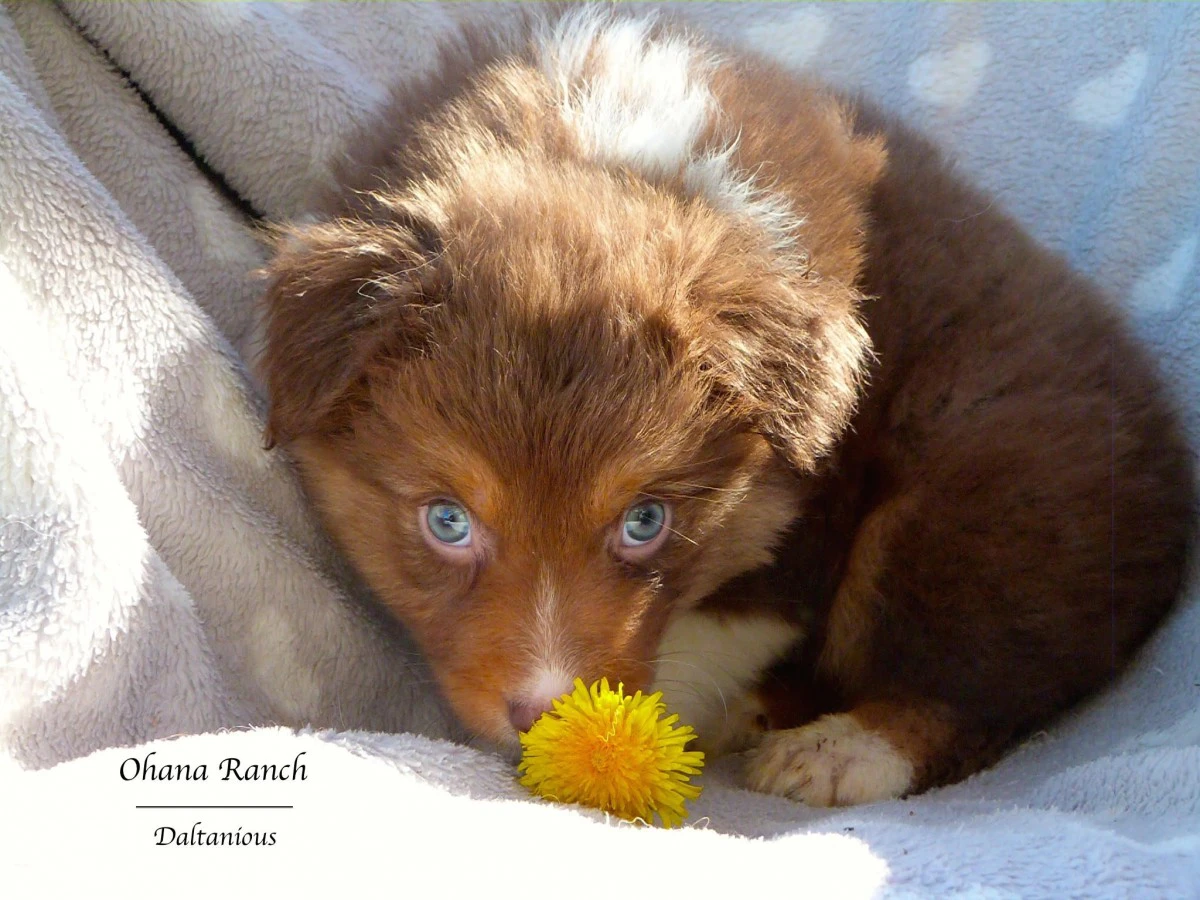 Cuccioli di Pastore Australiano | Foto 11