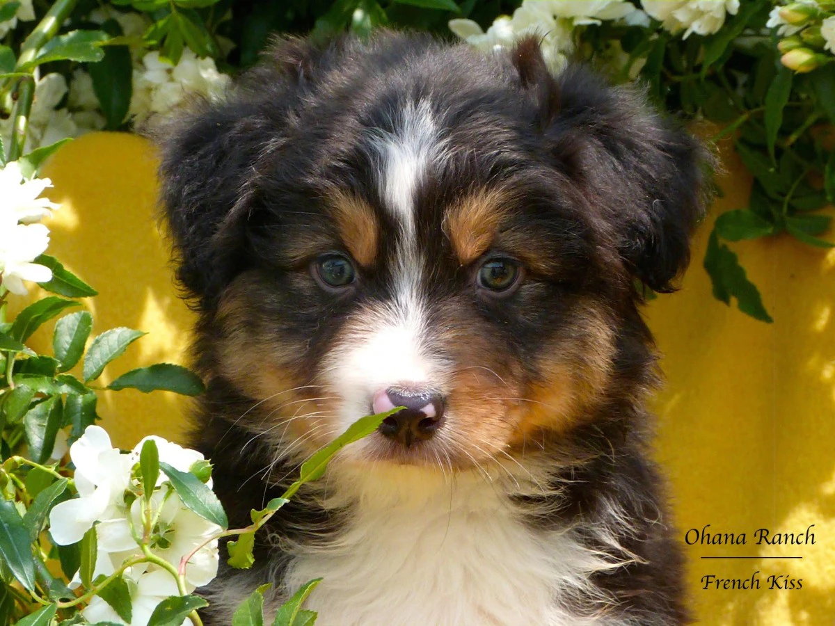 Cuccioli di Pastore Australiano | Foto 3