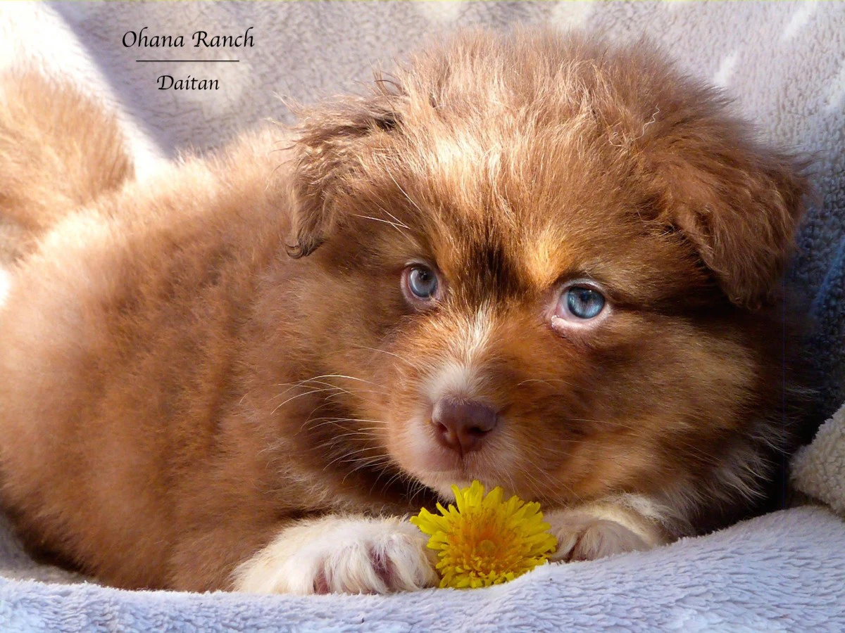 Cuccioli di Pastore Australiano | Foto 6