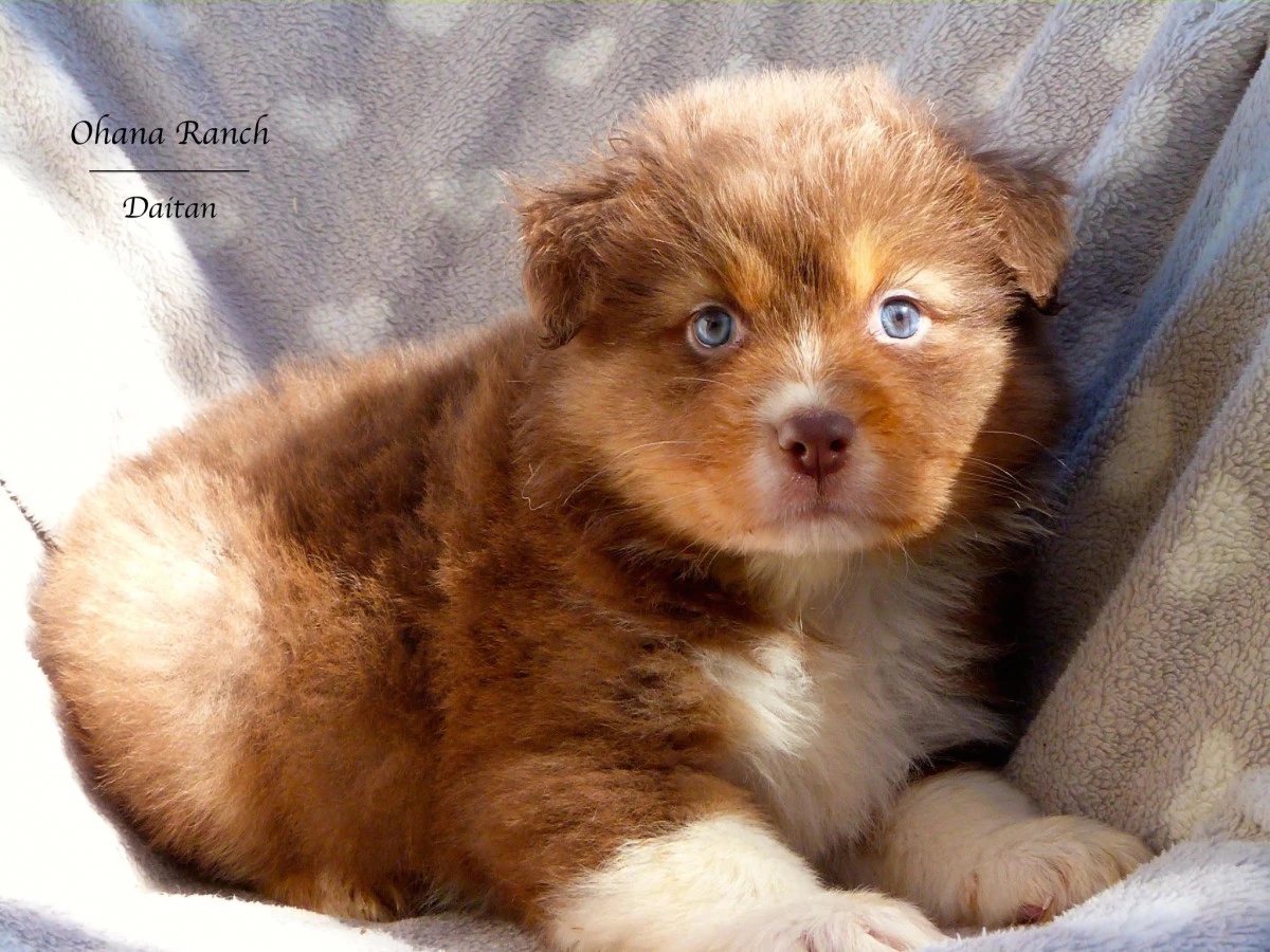 Cuccioli di Pastore Australiano | Foto 1