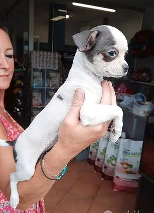 Chihuahua femmina bianca e blu con occhi azzurri | Foto 3